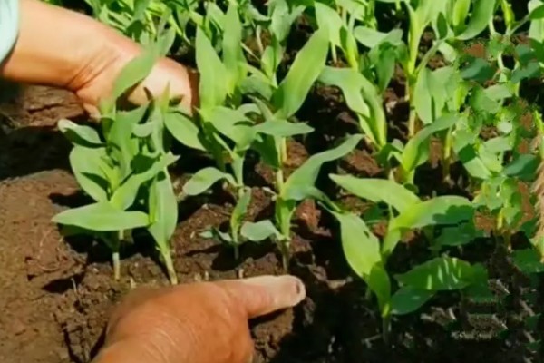 6月能种玉米吗，可以在6月种植玉米