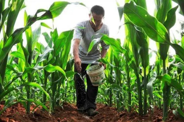 6月能种玉米吗，可以在6月种植玉米