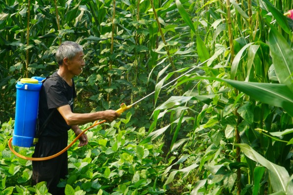 6月能种玉米吗，可以在6月种植玉米
