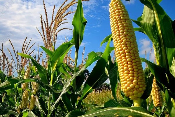 6月能种玉米吗，可以在6月种植玉米