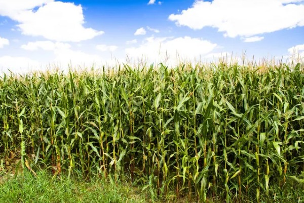 6月能种玉米吗，可以在6月种植玉米