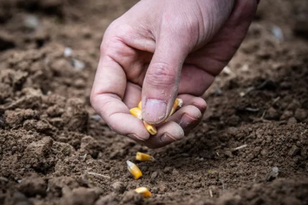 6月能种玉米吗，可以在6月种植玉米