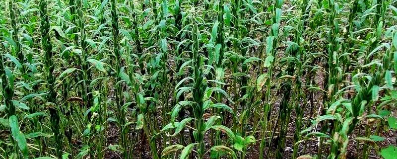 芝麻疫病怎么防治，发病时喷施百菌清等药物