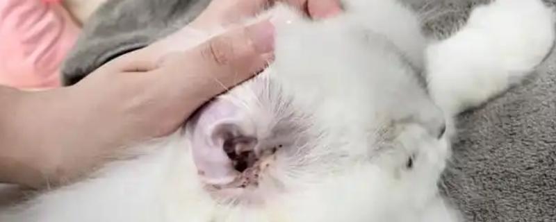 狗狗和猫咪感染耳疾的症状，会经常甩头