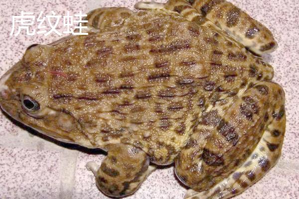 虎纹蛙和黑斑蛙有什么区别，科属、体长等方面不同