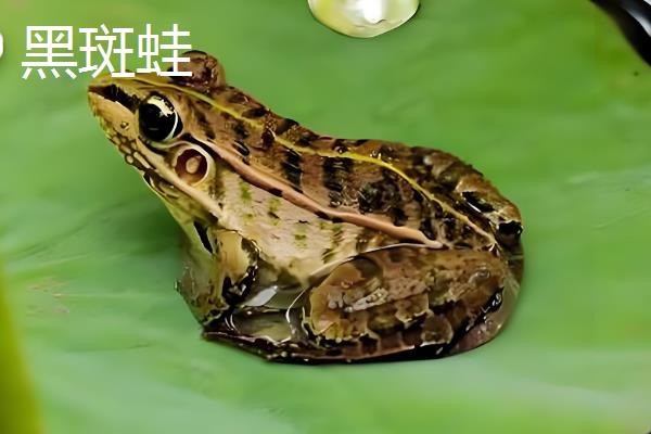 虎纹蛙和黑斑蛙有什么区别，科属、体长等方面不同