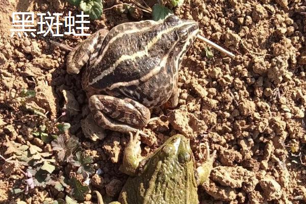 虎纹蛙和黑斑蛙有什么区别，科属、体长等方面不同