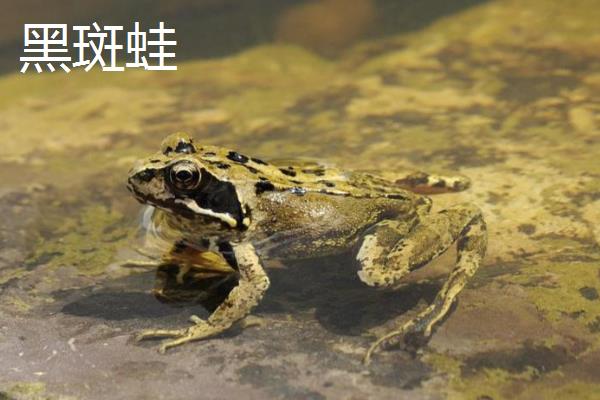 虎纹蛙和黑斑蛙有什么区别，科属、体长等方面不同