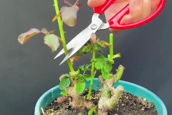 盆栽月季花怎么施肥,可以在花盆下面埋腐化成熟的肥饼