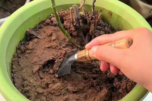 盆栽月季花怎么施肥,可以在花盆下面埋腐化成熟的肥饼