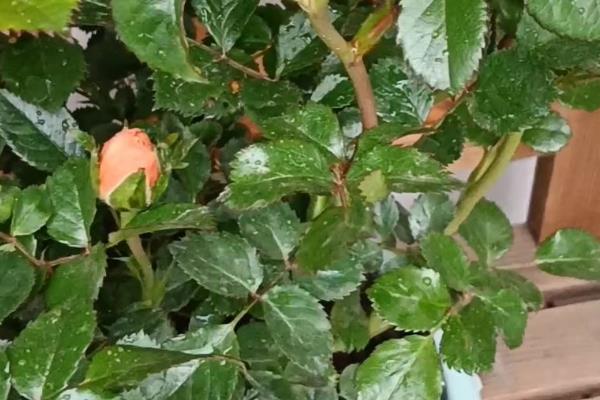 盆栽月季花怎么施肥,可以在花盆下面埋腐化成熟的肥饼