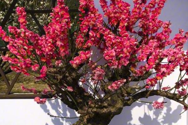 骨里红梅的养殖方法，每隔5天浇一次水