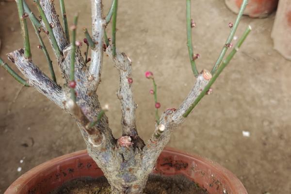 骨里红梅的养殖方法，每隔5天浇一次水