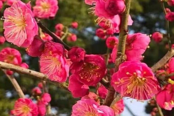 骨里红梅的养殖方法，每隔5天浇一次水