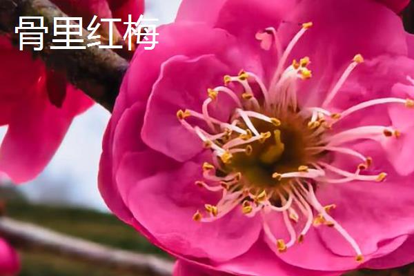 骨里红梅的养殖方法，每隔5天浇一次水
