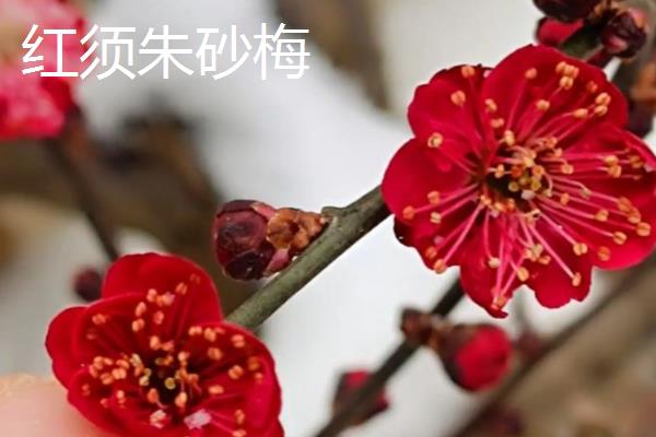 骨里红梅的养殖方法，每隔5天浇一次水