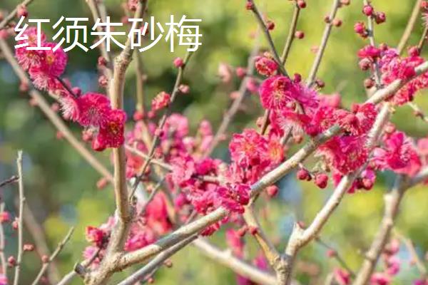 骨里红梅的养殖方法，每隔5天浇一次水
