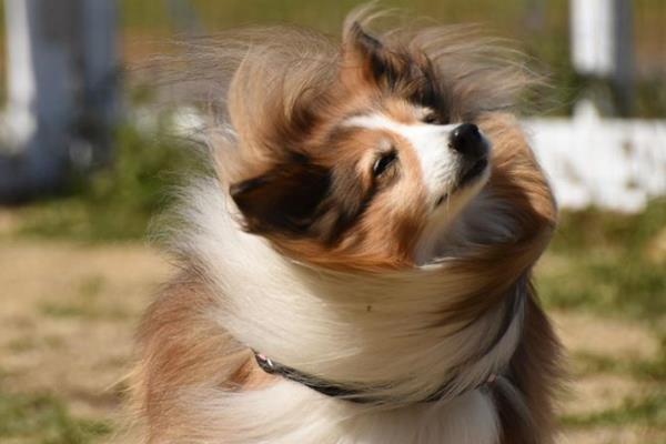 狗狗和猫咪感染耳疾的症状，会经常甩头