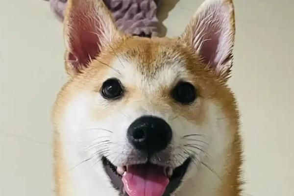 狗狗和猫咪感染耳疾的症状，会经常甩头