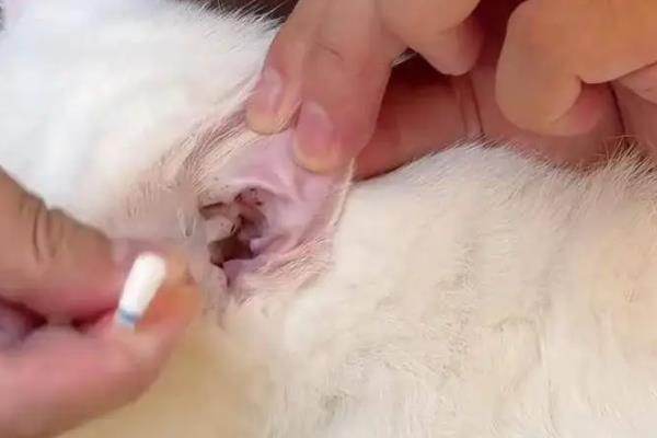 狗狗和猫咪感染耳疾的症状，会经常甩头