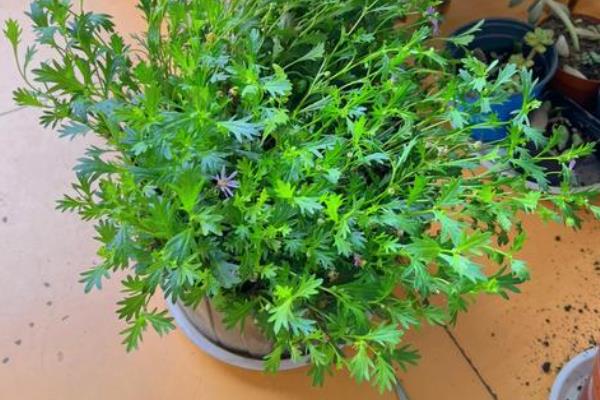 菊花如何栽培,适合生长在较为肥沃的环境中