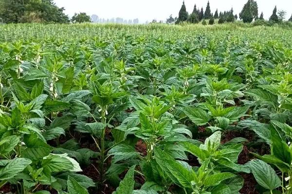 芝麻疫病怎么防治,发病时喷施百菌清等药物