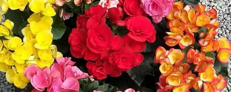 丽格海棠花有没有毒，丽格海棠花没有毒