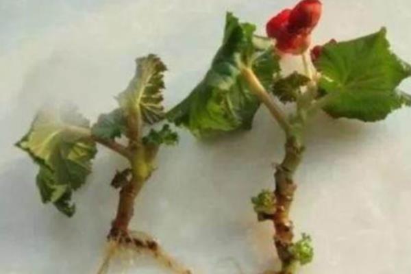 丽格海棠花有没有毒，丽格海棠花没有毒