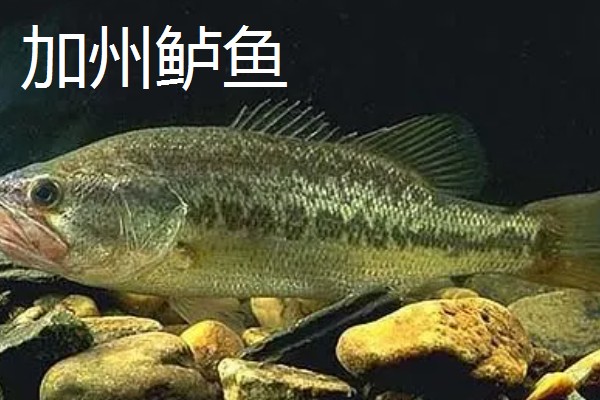 鲈鱼是不是淡水鱼，分为海鲈鱼和淡水鲈鱼