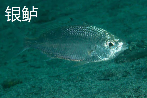 鲈鱼是不是淡水鱼，分为海鲈鱼和淡水鲈鱼