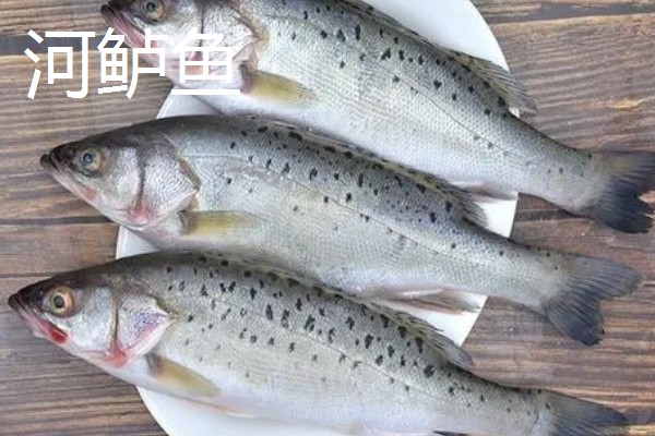 鲈鱼是不是淡水鱼，分为海鲈鱼和淡水鲈鱼