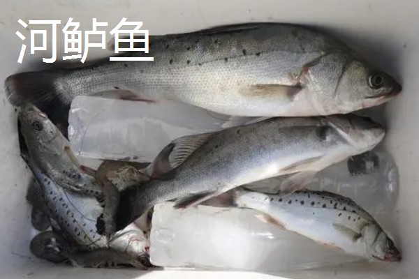 鲈鱼是不是淡水鱼，分为海鲈鱼和淡水鲈鱼