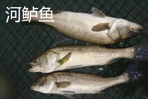 鲈鱼是不是淡水鱼，分为海鲈鱼和淡水鲈鱼
