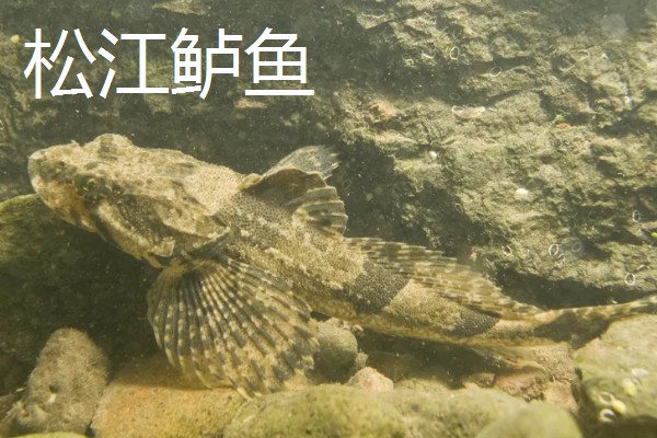 鲈鱼是不是淡水鱼，分为海鲈鱼和淡水鲈鱼