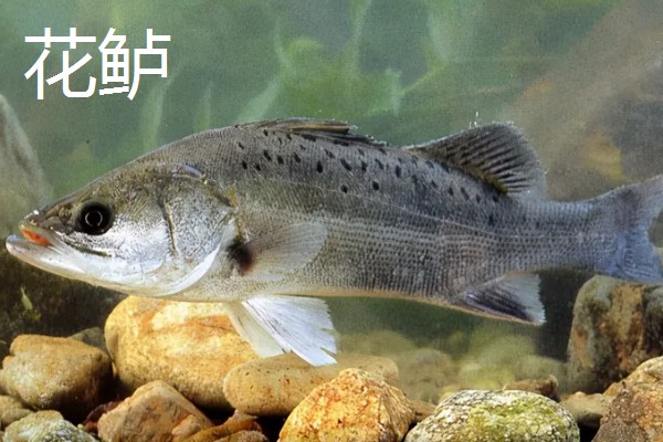 鲈鱼是不是淡水鱼，分为海鲈鱼和淡水鲈鱼