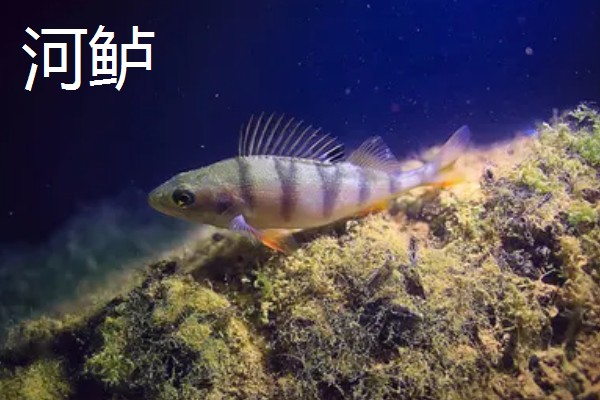 鲈鱼是不是淡水鱼，分为海鲈鱼和淡水鲈鱼