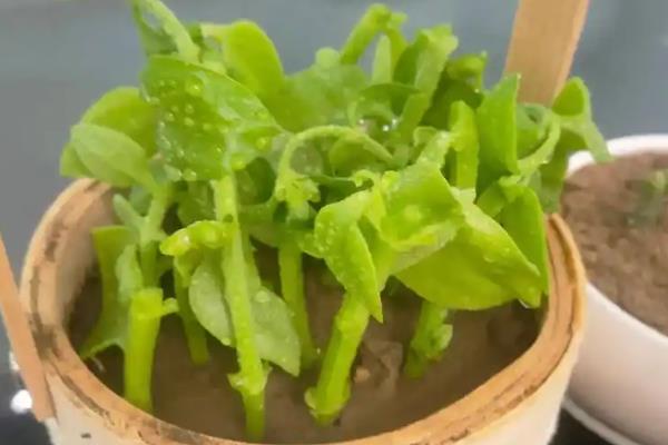 田七怎么养殖,栽种后放在半阴通风处
