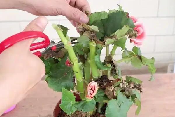 玫瑰海棠开花后如何修剪，细弱的枝条和枯萎枝全部剪掉