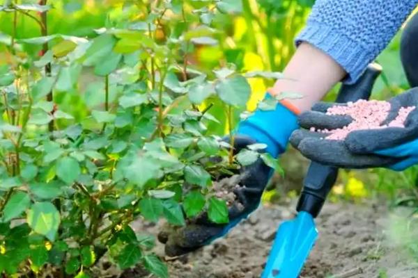 花多多2号属于哪种肥料，是一种高磷钾肥