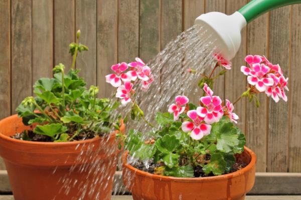 花多多2号属于哪种肥料，是一种高磷钾肥