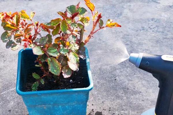 花多多2号属于哪种肥料，是一种高磷钾肥