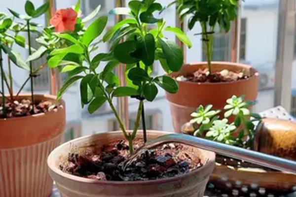 花多多2号属于哪种肥料，是一种高磷钾肥