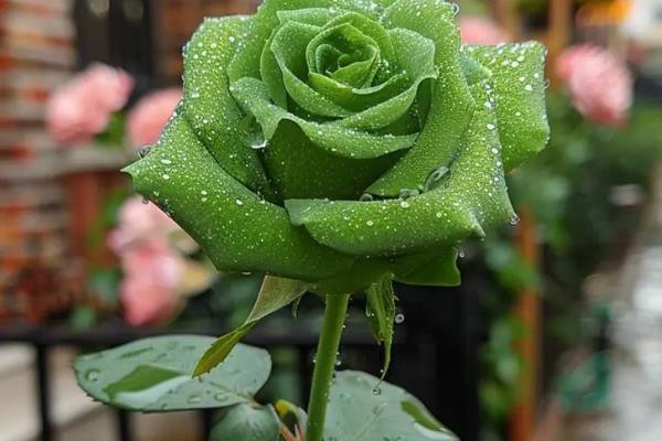 绿玫瑰的花语,寓意纯真简朴、永恒爱情等