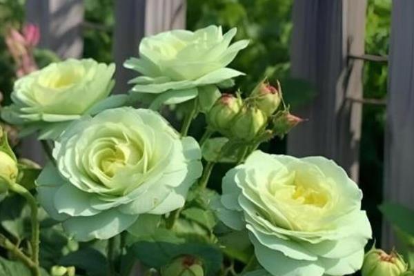 绿玫瑰的花语,寓意纯真简朴、永恒爱情等