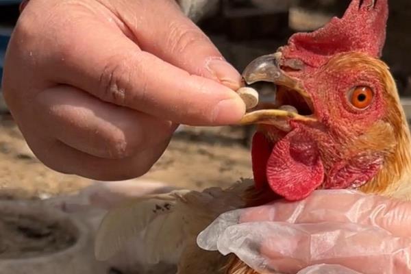蚯蚓能长期喂鸡吗，蚯蚓是可以长期喂鸡的