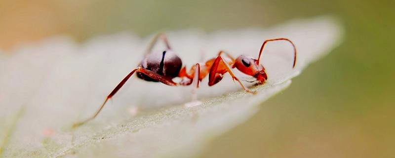蚂蚁的形体特征，外部形态分为头、胸、腹三部分