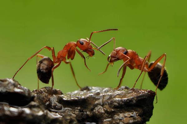 蚂蚁的形体特征，外部形态分为头、胸、腹三部分