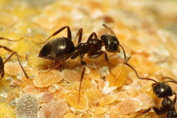 蚂蚁的形体特征，外部形态分为头、胸、腹三部分