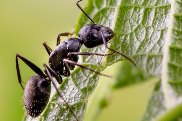 蚂蚁的形体特征，外部形态分为头、胸、腹三部分