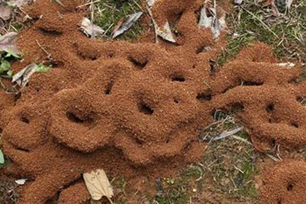 蚂蚁的形体特征，外部形态分为头、胸、腹三部分